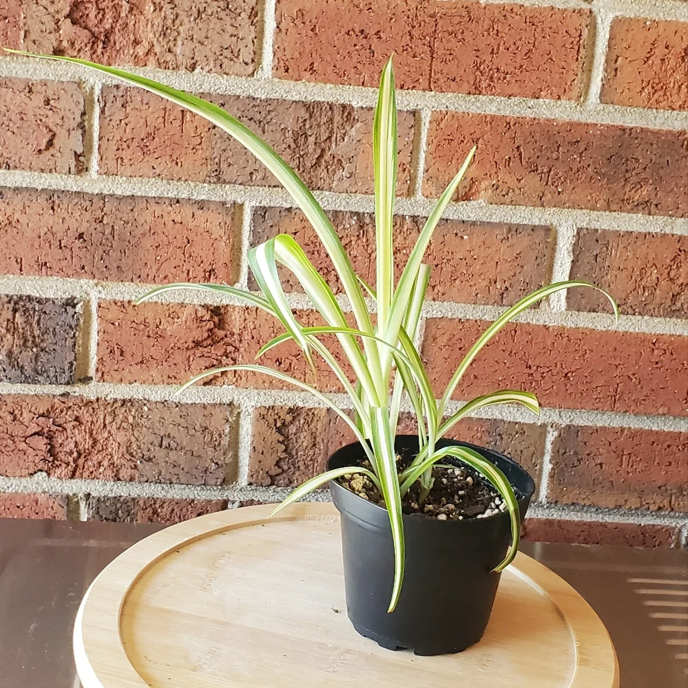 Spider Plant | Chlorophytum comosum 3" pot - Picture 7 of 8